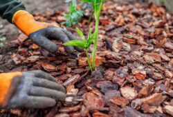 Eco-Friendly Mulch Options to Support Sustainable Gardening Practices