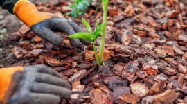 Eco-Friendly Mulch Options to Support Sustainable Gardening Practices