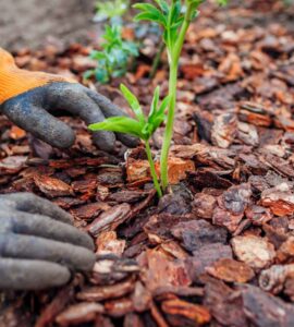 Eco-Friendly Mulch Options to Support Sustainable Gardening Practices