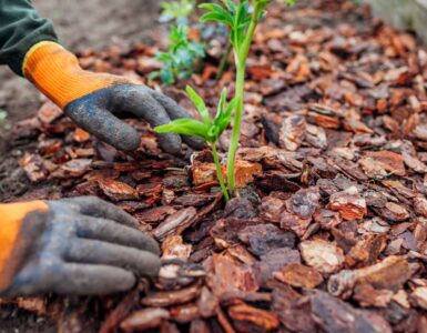 Eco-Friendly Mulch Options to Support Sustainable Gardening Practices