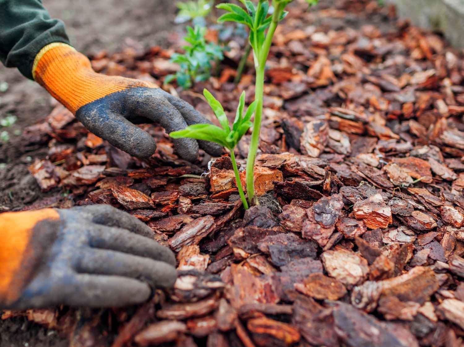 Eco-Friendly Mulch Options to Support Sustainable Gardening Practices