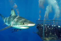 Adrenaline and Beauty Unmatched: Shark Diving in Oahu Shark Cage Experience Hawaii