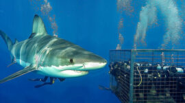 Adrenaline and Beauty Unmatched: Shark Diving in Oahu Shark Cage Experience Hawaii