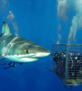 Adrenaline and Beauty Unmatched: Shark Diving in Oahu Shark Cage Experience Hawaii