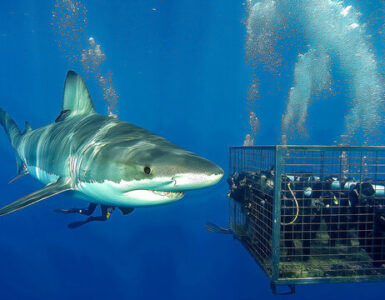 Adrenaline and Beauty Unmatched: Shark Diving in Oahu Shark Cage Experience Hawaii