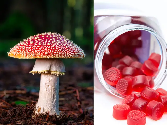 amanita muscaria gummies
